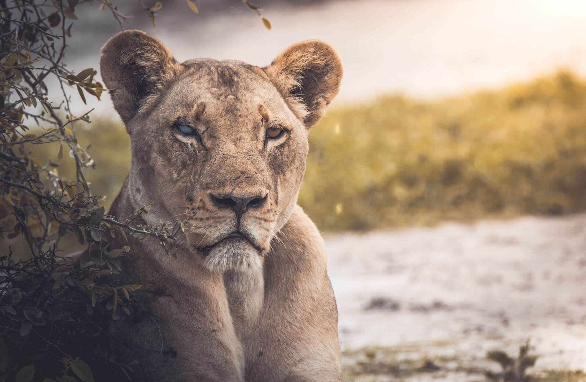 Pumas, Panthers & Cougars: Facts About America’s Big Cats